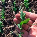 Методологія гербіцидного захисту: баланс між фітосанітарним контролем та фізіологічною толерантністю