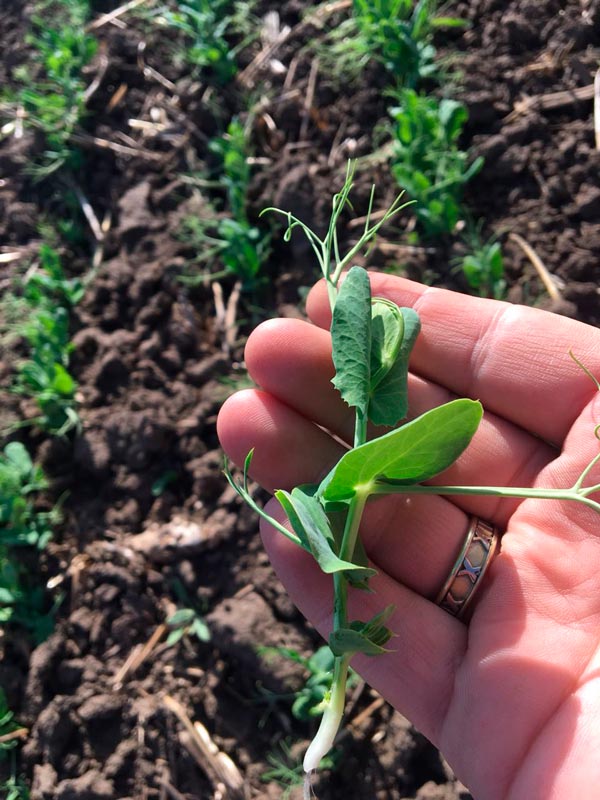 Методологія гербіцидного захисту: баланс між фітосанітарним контролем та фізіологічною толерантністю